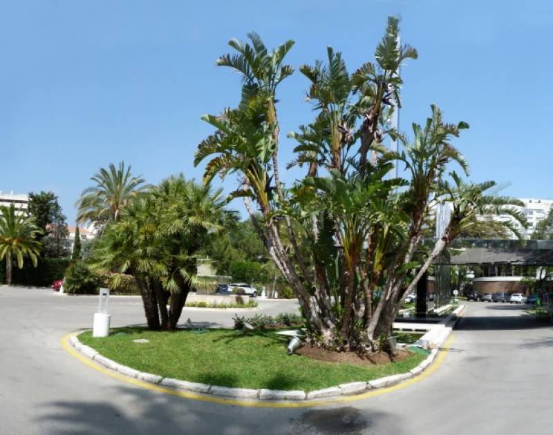 Landscaping project in Marbella - Melia Don Pepe